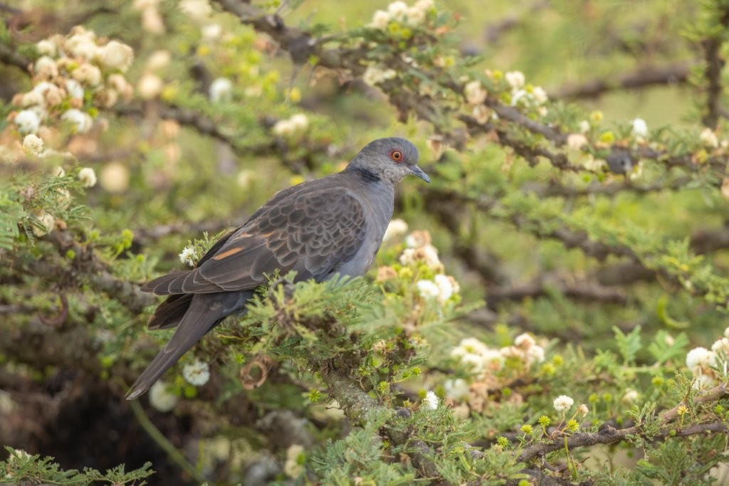 image Dusky Turtle-Dove